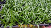 龙血树